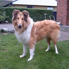 Collie langhåret Tello RIP :´-(