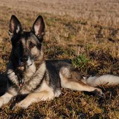 Schæferhund buller R.I.P.