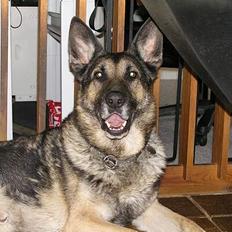 Schæferhund buller R.I.P.