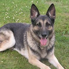 Schæferhund buller R.I.P.