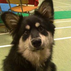 Finsk lapphund Finda Andy, kaldet Axel