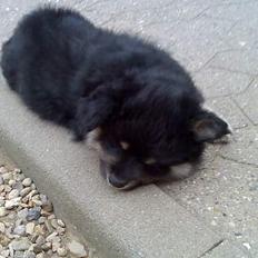 Finsk lapphund Finda Andy, kaldet Axel