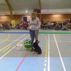 Finsk lapphund Finda Andy, kaldet Axel