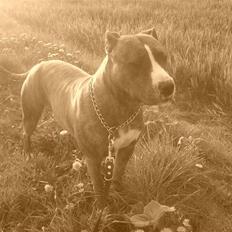 Amerikansk staffordshire terrier Icha ??R.I.P. ??