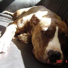 Amerikansk staffordshire terrier Icha ??R.I.P. ??
