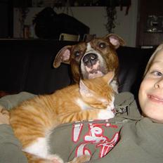 Amerikansk staffordshire terrier Icha ??R.I.P. ??