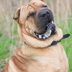 Shar pei cosmo *død*