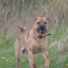 Shar pei cosmo *død*