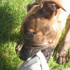 Amerikansk staffordshire terrier Lilo