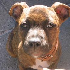 Amerikansk staffordshire terrier Lilo