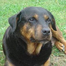 Rottweiler Bianca