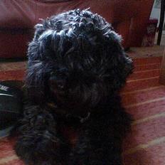 Dvaergschnauzer Daisy