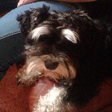 Dvaergschnauzer Petula