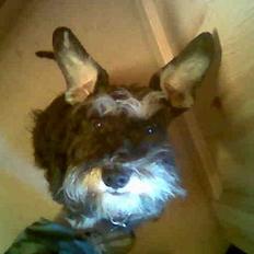 Dvaergschnauzer Petula