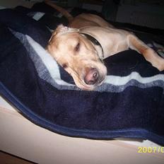 Labrador retriever Rico