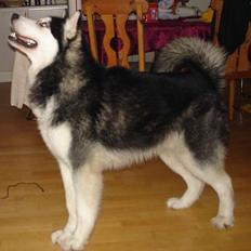 Alaskan malamute Ron