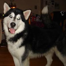 Alaskan malamute Ron
