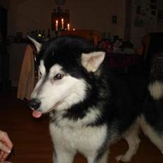 Alaskan malamute Ron
