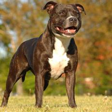 Staffordshire bull terrier Mathilde