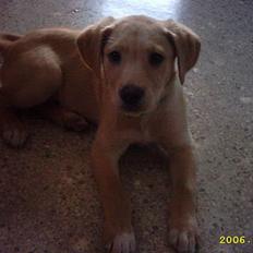 Labrador retriever Rico