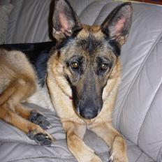 Schæferhund Nydningen`s Dollie