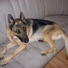 Schæferhund Nydningen`s Dollie