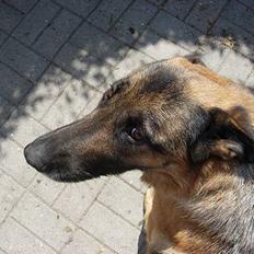 Schæferhund Nydningen`s Dollie