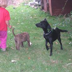 Blanding af racer Bertha