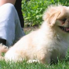 Pekingeser Berta