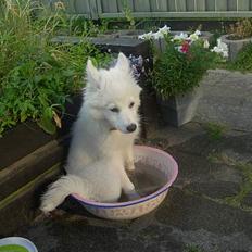 Blanding af racer faust