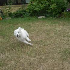 Blanding af racer faust