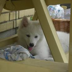 Blanding af racer faust