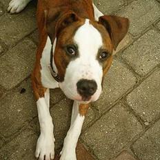 Amerikansk staffordshire terrier Keiko