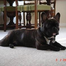 Fransk bulldog Diablo R.I.P :(