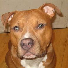 Amerikansk staffordshire terrier calle