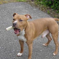 Amerikansk staffordshire terrier calle