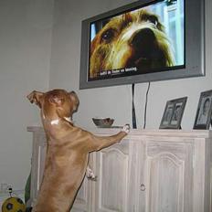 Amerikansk staffordshire terrier calle