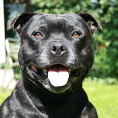 Staffordshire bull terrier "Anton" (Kronsäter)