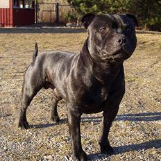 Staffordshire bull terrier "Anton" (Kronsäter)