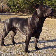 Staffordshire bull terrier "Anton" (Kronsäter)