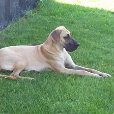 Grand danois Redcorner`s Verdi(Tøsen)