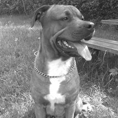 Blanding af racer Kenzo