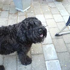 Dvaergschnauzer Daisy