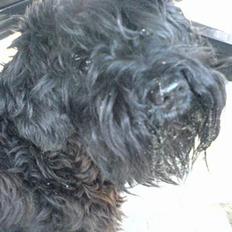 Dvaergschnauzer Daisy