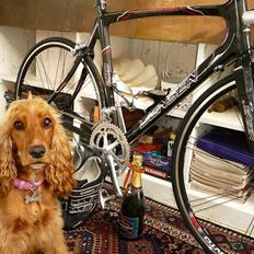 Cocker spaniel Bella aka Jelly Belly