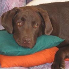 Labrador retriever Basse