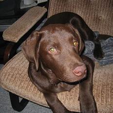 Labrador retriever Basse