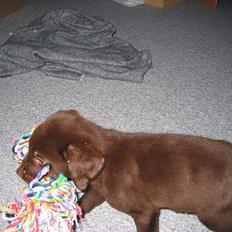 Labrador retriever Basse