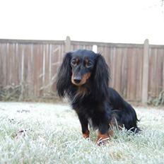 Dværggravhund Homie