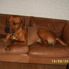 Rhodesian ridgeback Rafiki